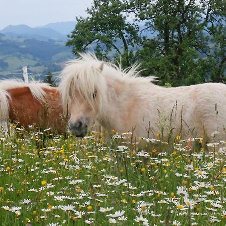 Miniponyhof Biohof Almbauer Lägenhet Waidhofen an der Ybbs Exteriör bild