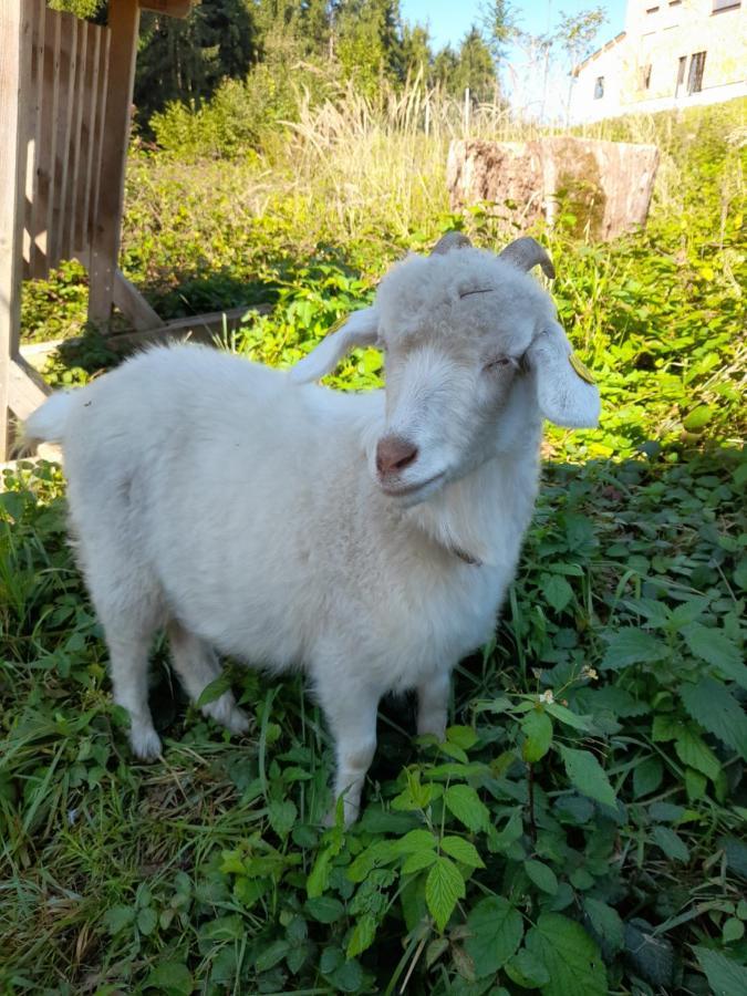 Miniponyhof Biohof Almbauer Lägenhet Waidhofen an der Ybbs Exteriör bild