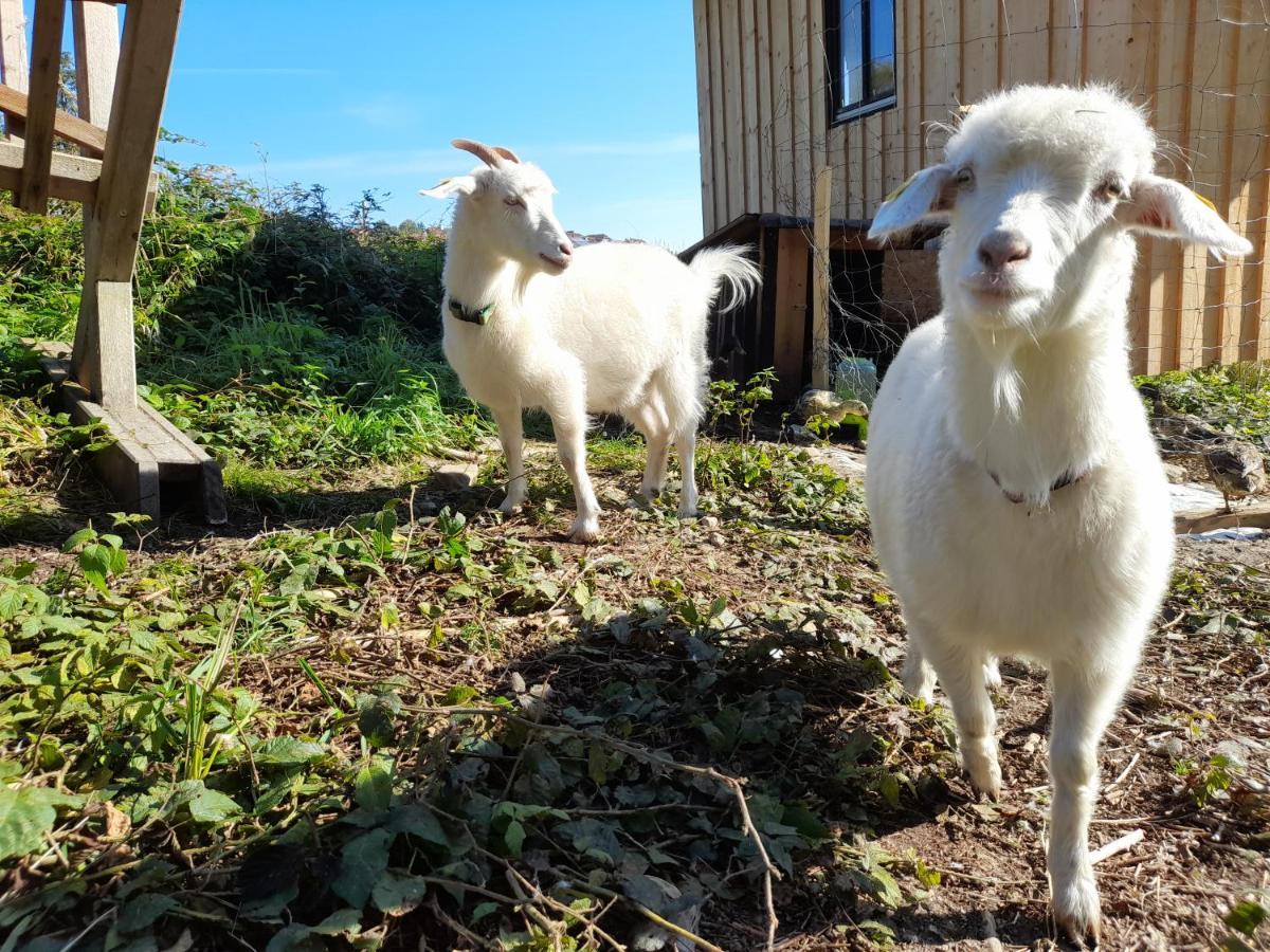 Miniponyhof Biohof Almbauer Lägenhet Waidhofen an der Ybbs Exteriör bild