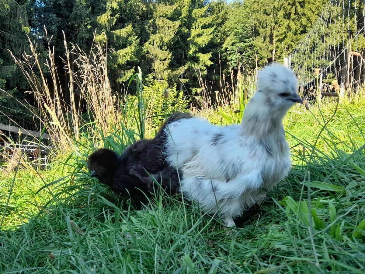 Miniponyhof Biohof Almbauer Lägenhet Waidhofen an der Ybbs Exteriör bild