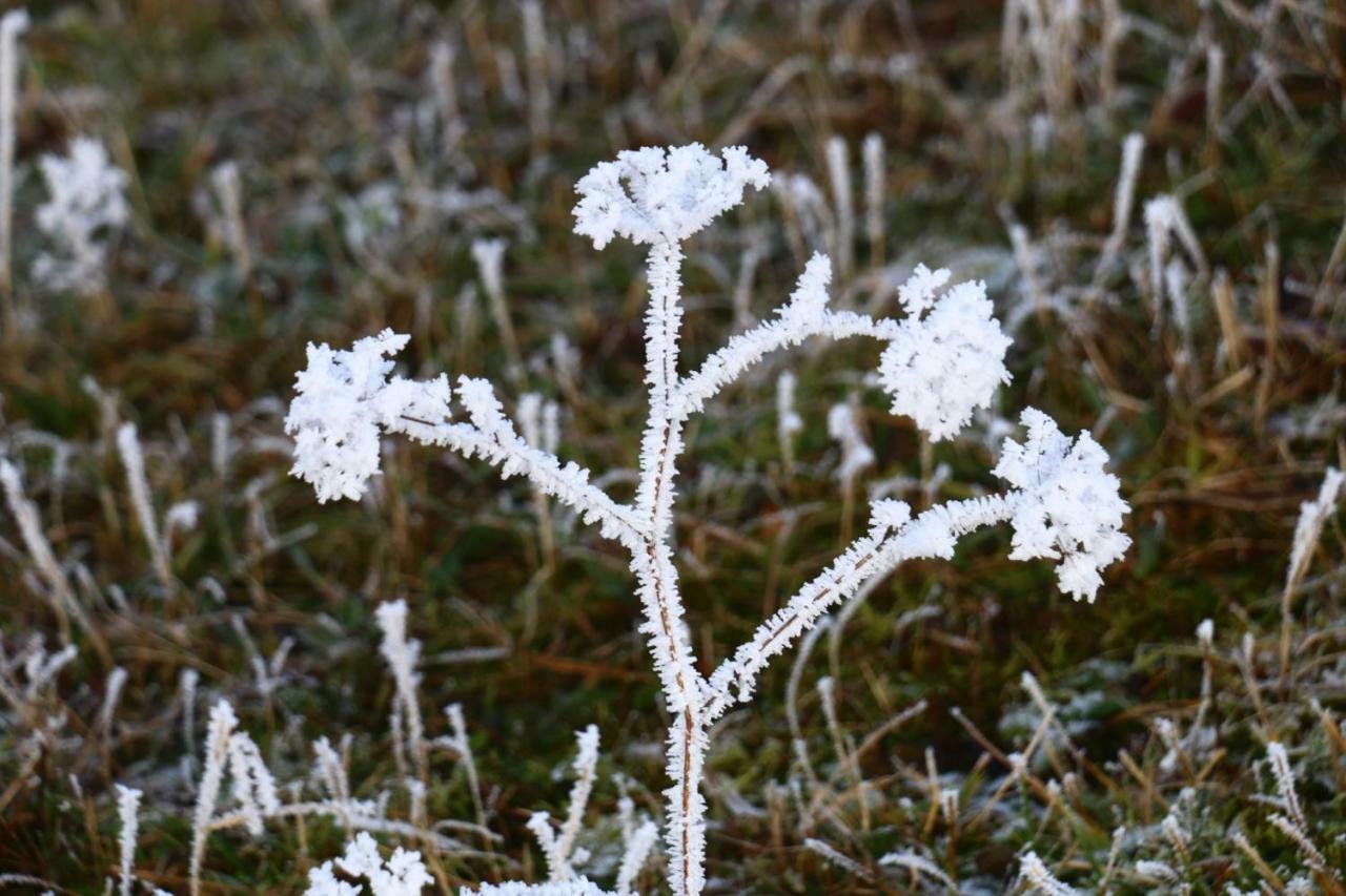 Miniponyhof Biohof Almbauer Lägenhet Waidhofen an der Ybbs Exteriör bild