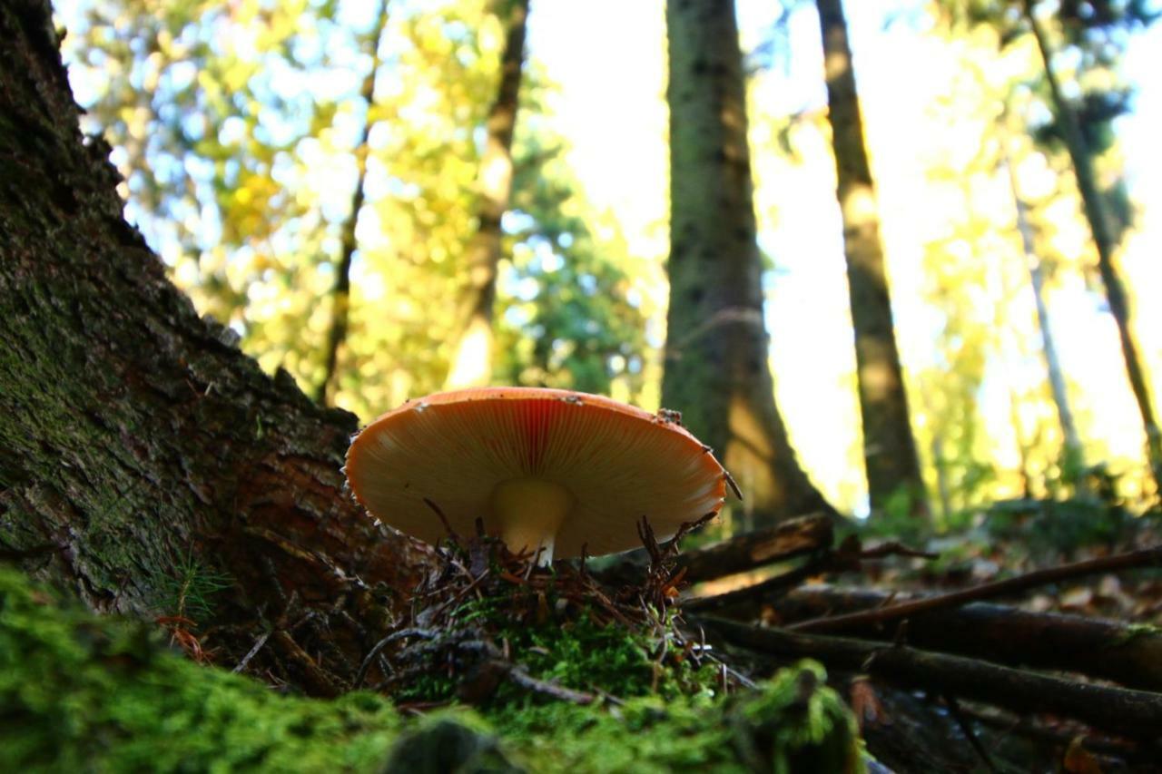 Miniponyhof Biohof Almbauer Lägenhet Waidhofen an der Ybbs Exteriör bild